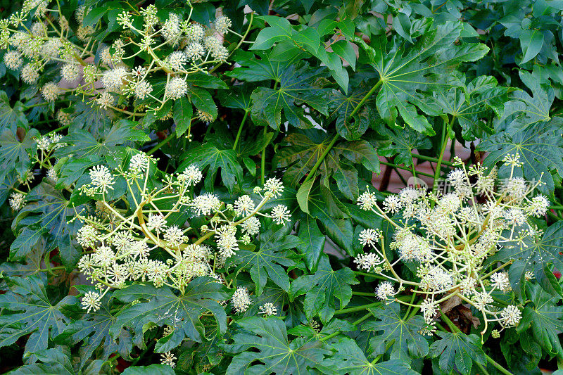 金银花/日本楤木/亮叶纸植物/大叶纸植物